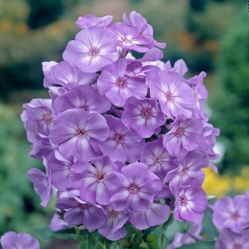 Phlox paniculata Laura Phlox paniculata Laura