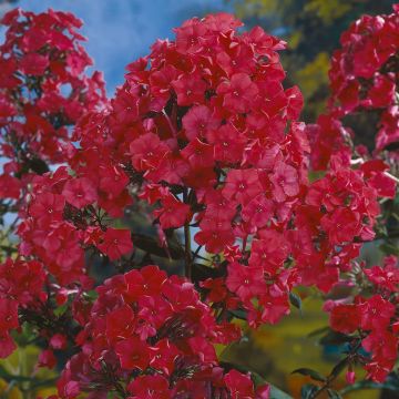 Phlox paniculata Starfire Phlox paniculata Starfire