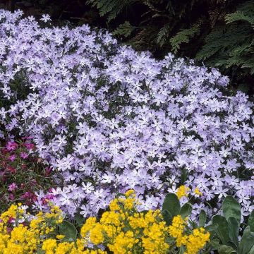 Phlox subulata Benita