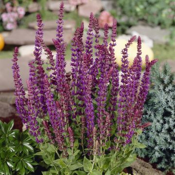Salvia nemorosa Ostfriesland