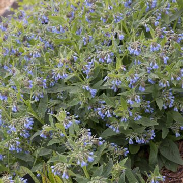 Symphytum azureum