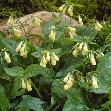 Symphytum grandiflorum