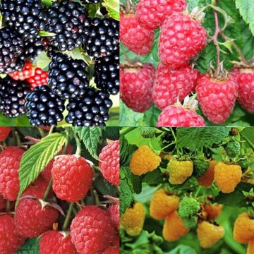 Rubus Collection.jpg