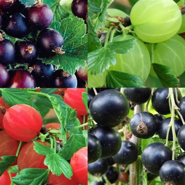 Ribes Collection.jpg