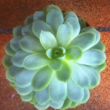 Echeveria Elegance