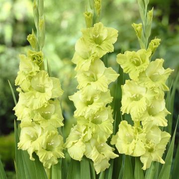 Gladioli Green Star Gladioli Green Star