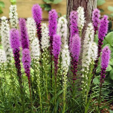 Liatris Combo Liatris Combo