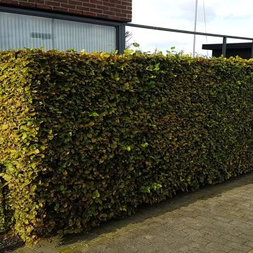 Fagus sylvestres groen 2 Fagus sylvestres groen 2