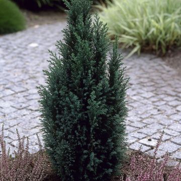Chamaecyparis lawsoniana Ellwoodii Chamaecyparis lawsoniana Ellwoodii