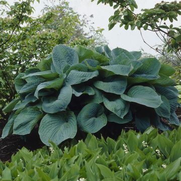 Hosta Big Daddy Hosta Big Daddy