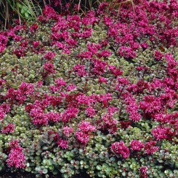 Sedum spurium Fuldaglut Sedum spurium Fuldaglut