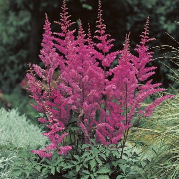 Astilbe arendsii Amethyst Astilbe arendsii Amethyst
