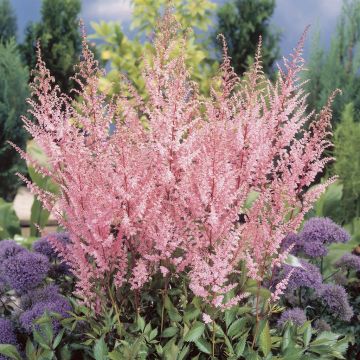 Astilbe Erika Astilbe Erika