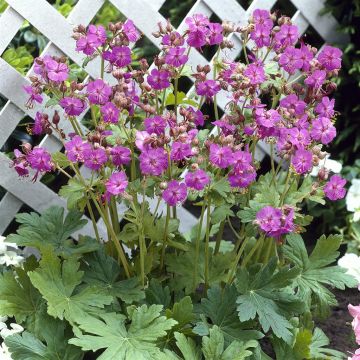 Geranium macrorrhizum Geranium macrorrhizum
