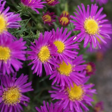 Aster dumusos 'Alice Haslam' (2).JPG Aster dumusos 'Alice Haslam' (2).JPG