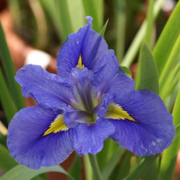 Iris Louisiana Art World 2.JPG Iris Louisiana Art World 2.JPG