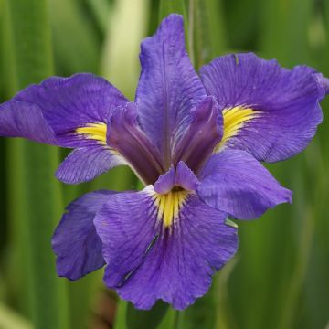 Iris Louisiana Dr The 2025.JPG