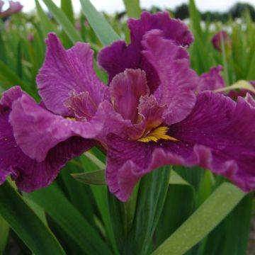 Iris Louisiana Jack Attack m.JPG Iris Louisiana Jack Attack m.JPG