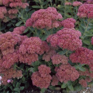 Sedum autumn joy