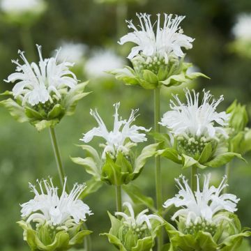 Monarda Schneewitchen Monarda Schneewitchen