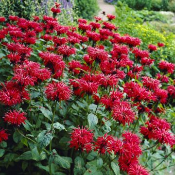 Monarda gardenview scarlet