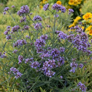 Verbena bonariensis Verbena bonariensis