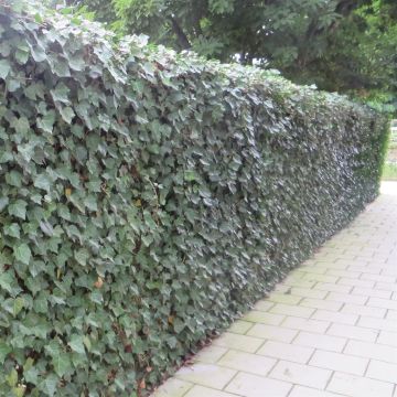 Hedera hibernica 20170831-2.JPG