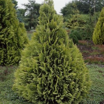 Chamaecyparis lawsoniana Stardust