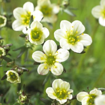 Saxifraga Pixie White