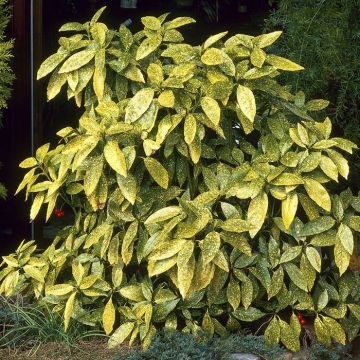 Aucuba japonica Crotonifolia