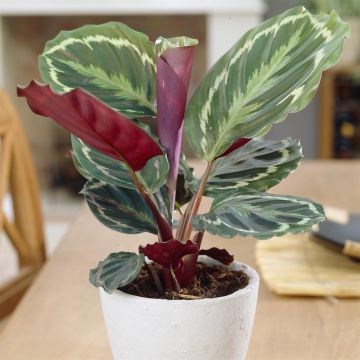 Calathea Medaillon Calathea Medaillon