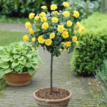 Standard Pot Rose Yellow Standard Pot Rose Yellow