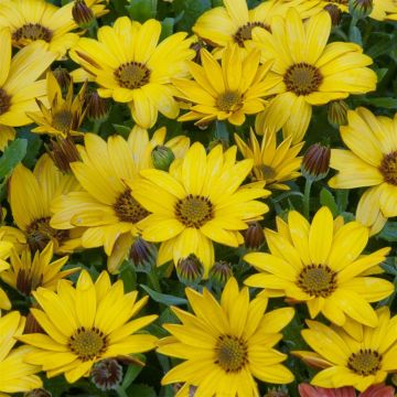 Osteospermum Vermogen Geel Osteospermum Vermogen Geel