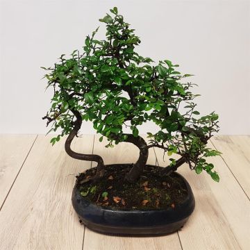 Bonsai Elm Forrest 25 cm pot