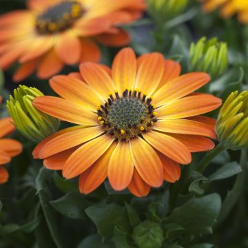 Osteospermum Orange Flare Osteospermum Orange Flare