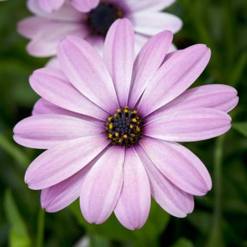Osteospermum Serenity Pink Osteospermum Serenity Pink