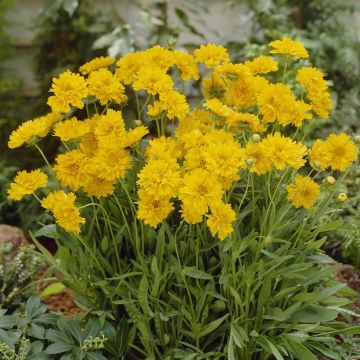 Coreopsis grandiflora Early Sunrise Coreopsis grandiflora Early Sunrise