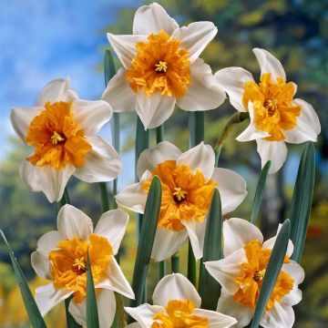 Narcissus Parisienne