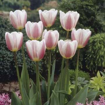 Tulipa Beau Monde
