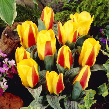 Tulipa Engadin