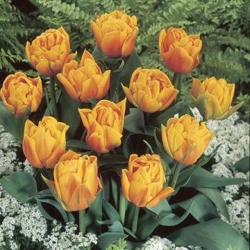Tulipa Freeman