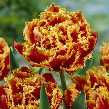 Tulipa Golddust