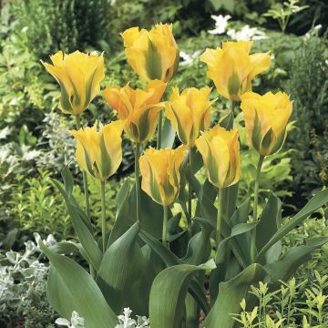 Tulipa Golden Artist