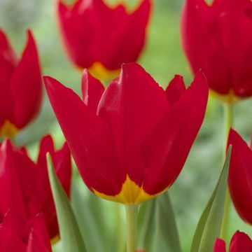 Tulipa Wisley