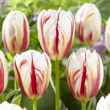 Tulipa Carnaval de Rio