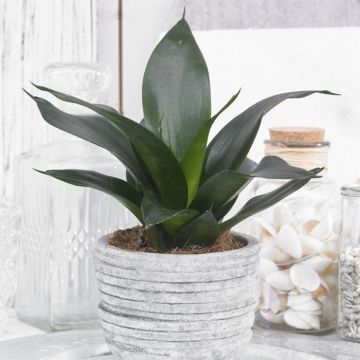Sansevieria trifasciata Black Dragon