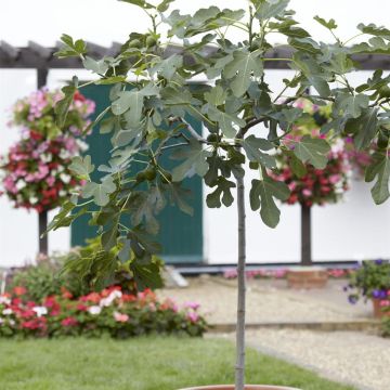Ficus carica op Stam
