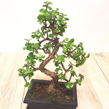 Bonsai Jade.jpg