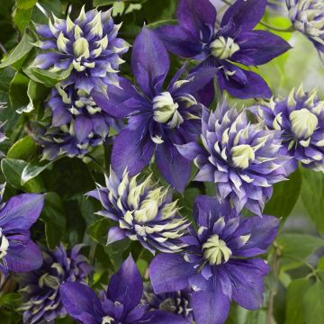 Clematis Taiga 163473.jpg