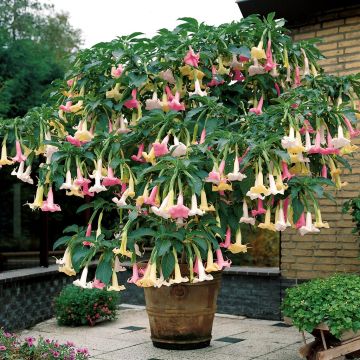 Brugmansia tricolor.tif